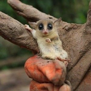 Meet your Posher, Gloria faith